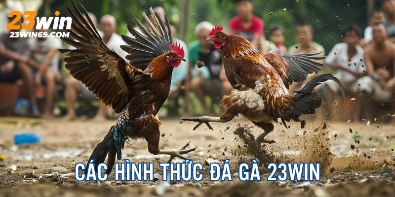 Những loại hình chọi kê siêu hấp dẫn tại 23Win