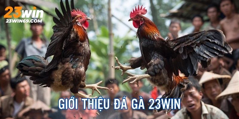 Giới thiệu khách quan về hình thức chọi kê tại 23Win